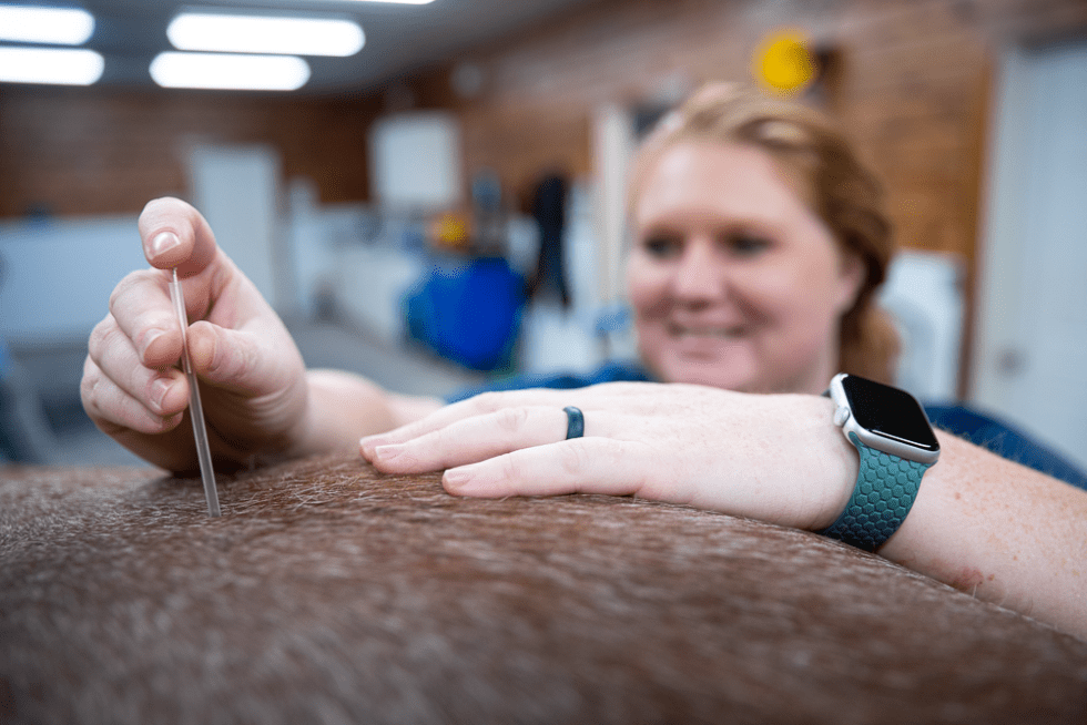 Equine Veterinary Service