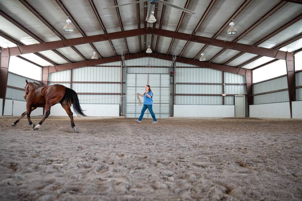 Equine Veterinary Service