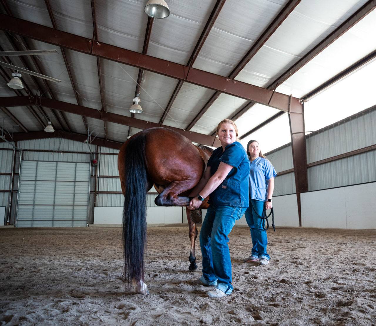 Equine Veterinary Service