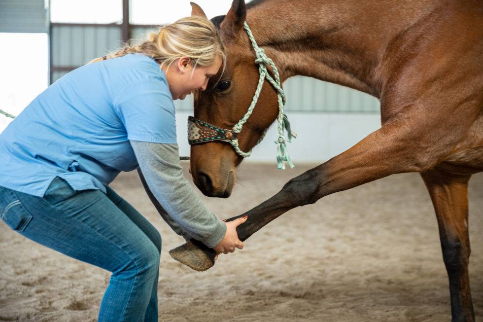 Equine Veterinary Service